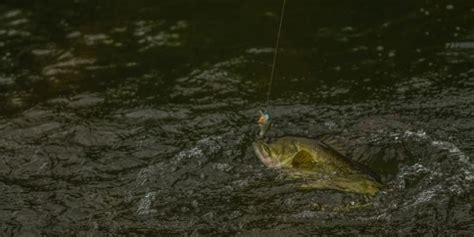 Fish Net Tips and Tricks 的图像结果