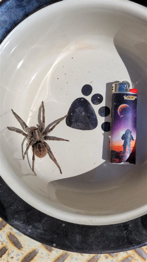 Biggest Wolf Spider