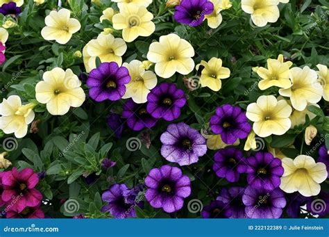 Million Bells Flowers stock image. Image of calibrachoa - 222122389