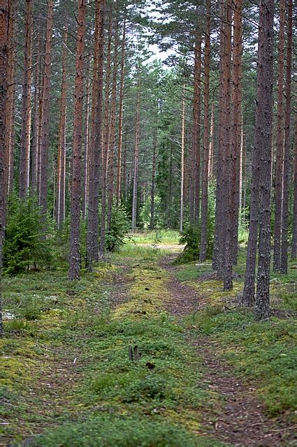 Road Path 的图像结果