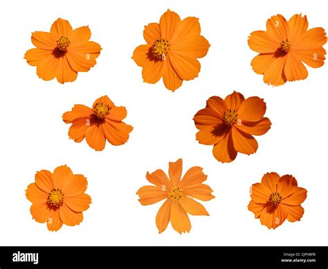 set of orange color flowers isolated on white background Stock Photo ...