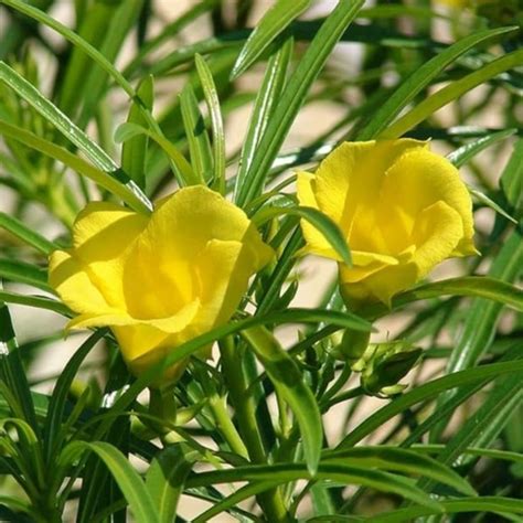Flowering Plant Birth Star: Punartham (Plant: Yellow Arali / Nerium Ol ...