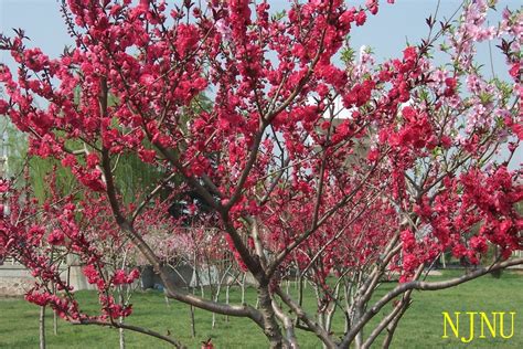 梦见树上长满水红的花,_大山谷图库