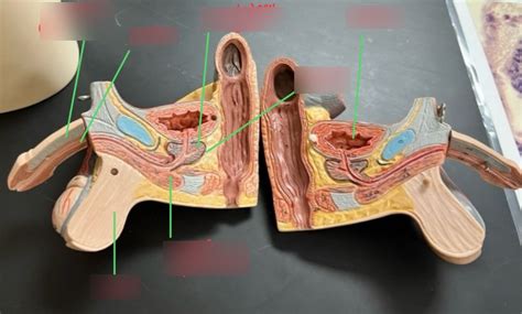 Image result for Male Reproduction Model