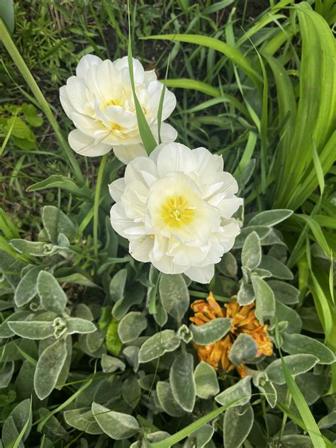 Pretty white flowers : r/flower
