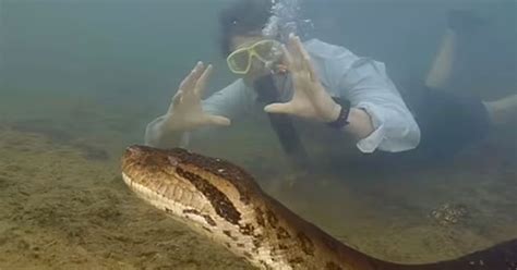 Image result for Python's Zoos Kaa Giant