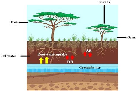 Groundwater–Vegetation Interactions in Rangeland Ecosystems: A Review