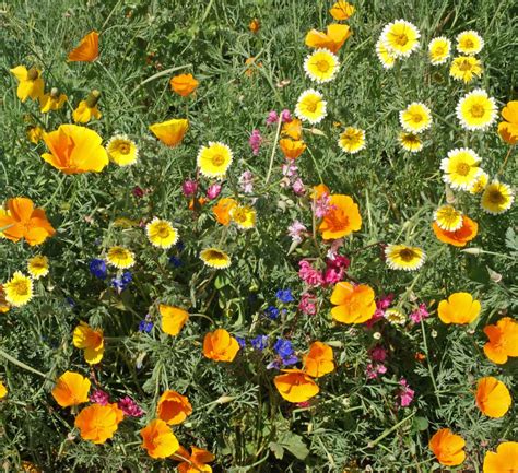 Southwest Native Wildflower Seed Mixture|Applewood Seed Company