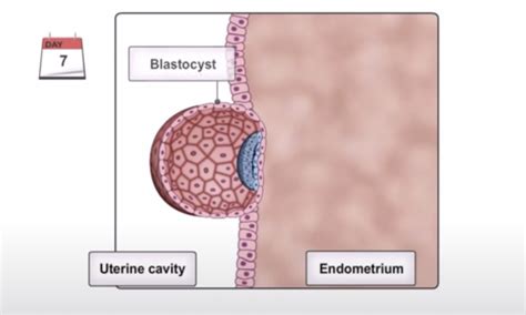 Image result for 2 Week Embryo