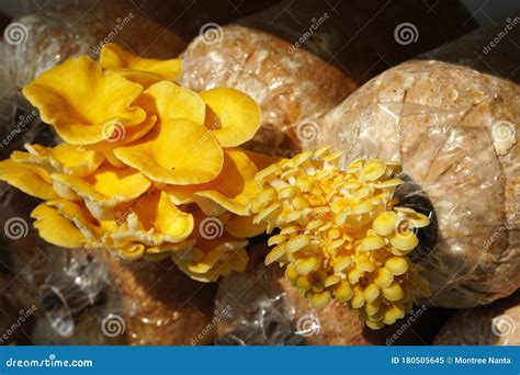 The Cultivation of Golden Oyster Mushroom in Organic Farm. Yellow ...