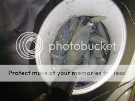 Pogledaj temu - LED svića za u lignje