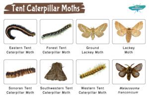 Moth Identification | Types, Facts & Pictures