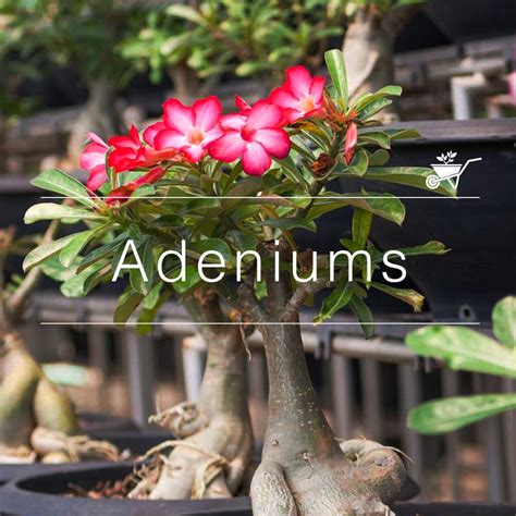 Buy Adenium Plants Online - Exquisite Varieties | MyBageecha