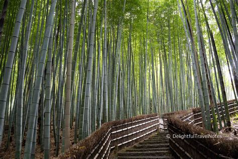 Retiro En Kyoto Bamboo