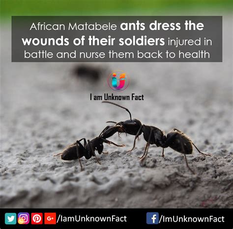 Amazing Facts about Ants