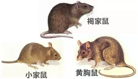 家里有老鼠别急，放一碗它在地上，老鼠来多少灭多少，安全又高效_哔哩哔哩_bilibili