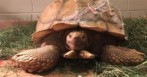 Tortoise Bottom Shell Fell Off 的图像结果