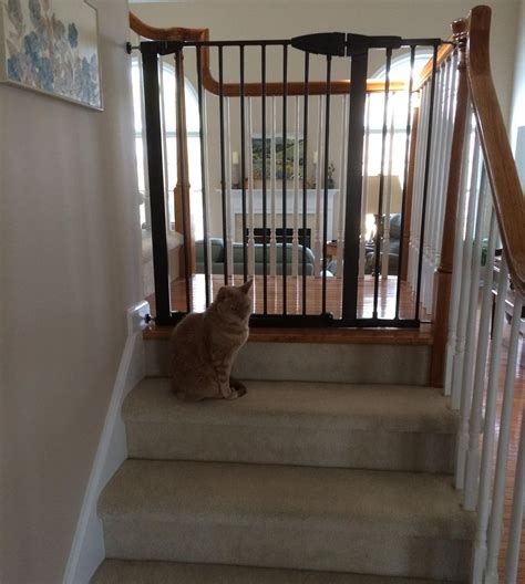 How To Keep Cats From Going Down Stairs at Crystal Molden blog