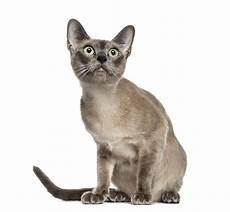 cat breed the top 10 smartest cat breeds cattime cat breed the top 10 smartest cat breeds cattime