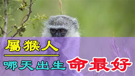 【佛坪金丝猴·刚出生一天的猴宝宝摄影图片】汉中佛坪生态摄影_太平洋电脑网摄影部落