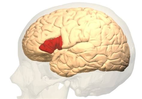 Почему люди заикаются и можно ли это вылечить? — Teletype