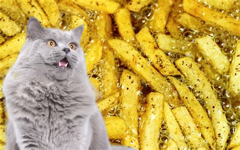 What Happens If A Cat Eats Chips at JENENGE blog