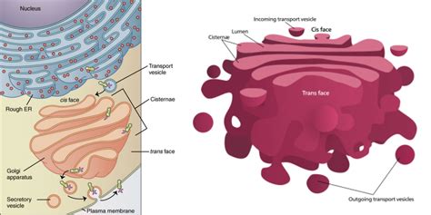 Golgi Apparatus Structure Functions And Diagram Golgi Apparatus Wize
