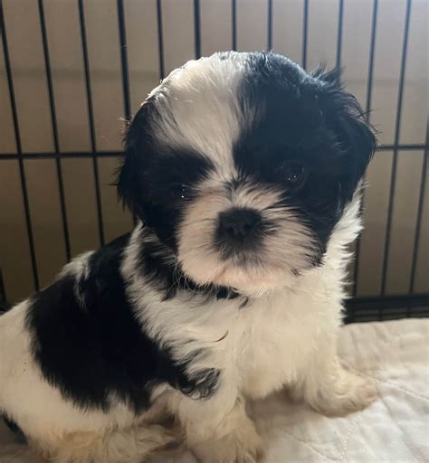 Shih Tzu Puppies For Sale