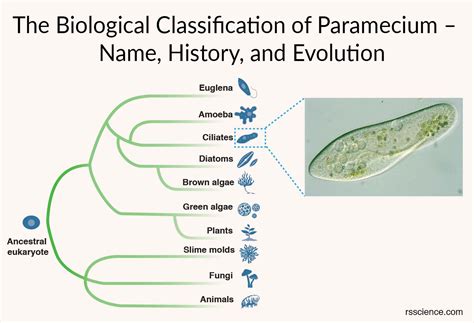 Phylum Of Paramecium