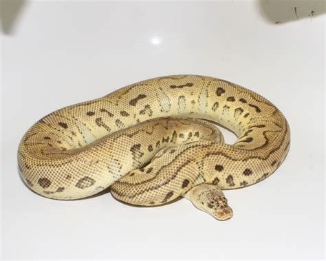 Image result for Pastel Red Stripe Ball Python