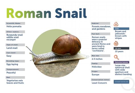 Roman Snail Body Parts
