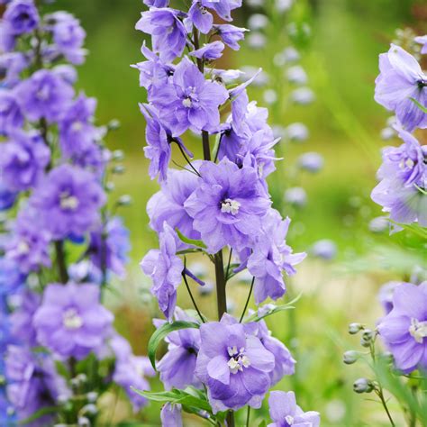 Hardy Perennial Seeds | Buy Perennial Seeds | Fothergill’s