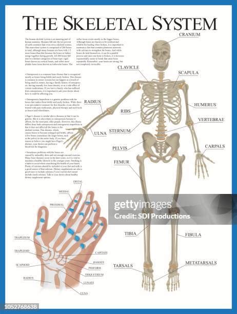 Image result for Backbone System