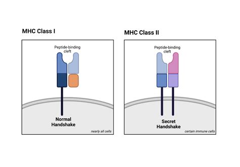 MHC: the Molecular Handshake for Bodily Defense – NC DNA Day Blog