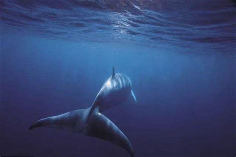 世界上最孤独的鲸_世界上最孤独的鲸鱼Alice_排行榜