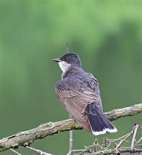 eBird Checklist - 6 Jun 2024 - Anson B. Nixon Park - 30 species