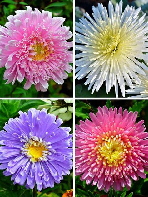 Aster Formula Mix -Open Pollination Seeds – seed and plant