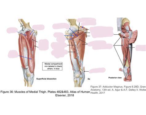 Medial Compartment of Thigh Quiz