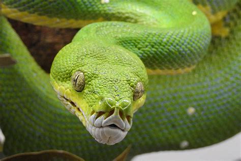 Image result for Green Tree Python Australia Maps