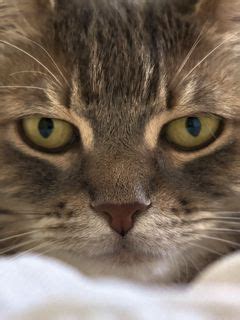 Download wallpaper 240x320 cat, face, eyes, fluffy old mobile, cell ...