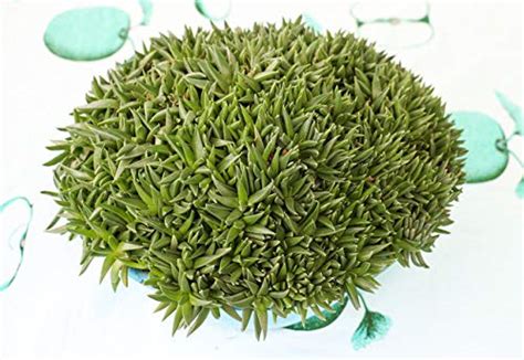 Blooms Of Ooty | Delosperma Congestum | Gold Nugget : Amazon.in: Garden ...