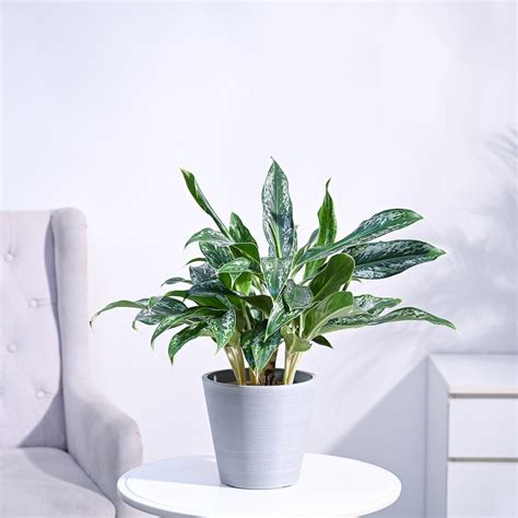 Aglaonema Queen Plant – Ugaoo