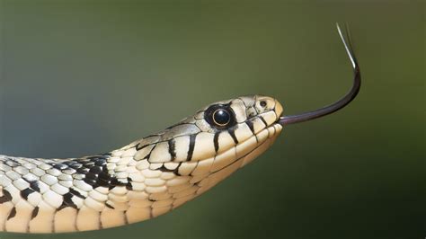 Shocking! US man found dead in home with 125 snakes