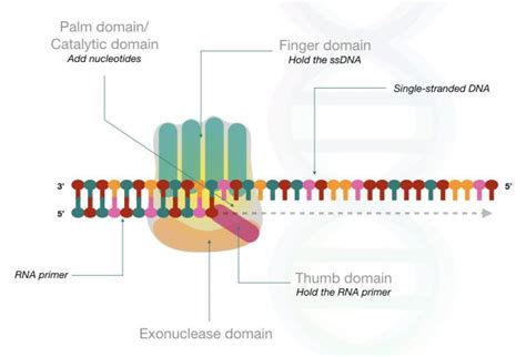 Image result for DNA Polymerase Function