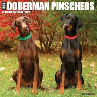Buy Doberman Pinschers 2026 Wall Calendar Book Online at Low Prices in ...