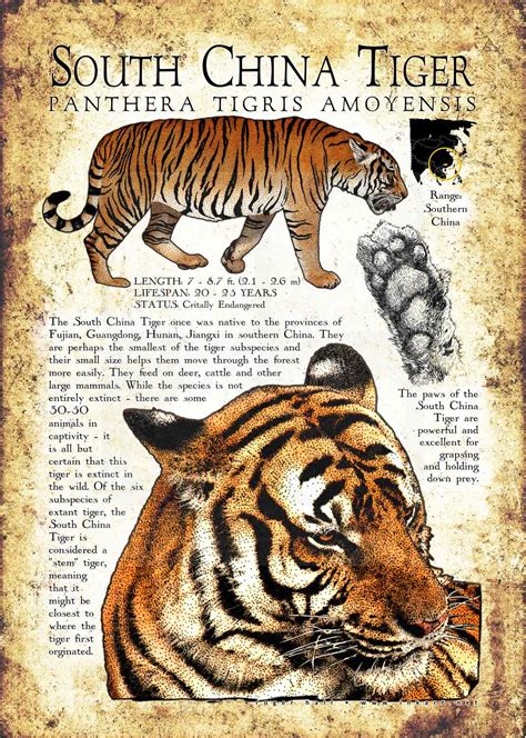 South China Tiger Poster Print / Infographic