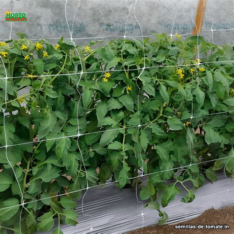 Técnicas de siembra para el cultivo de jitomate