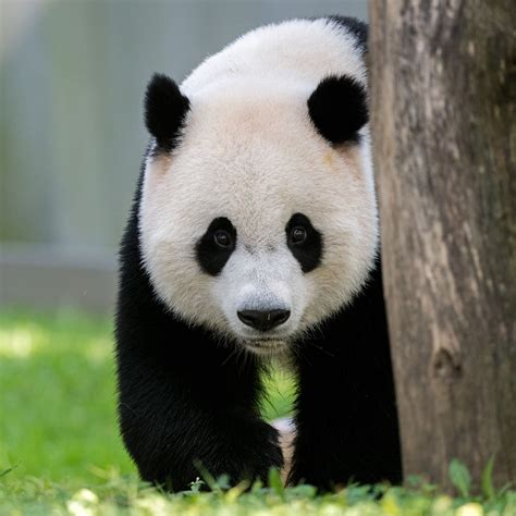 Download wallpaper 2780x2780 panda, animal, tree, cute ipad air, ipad ...