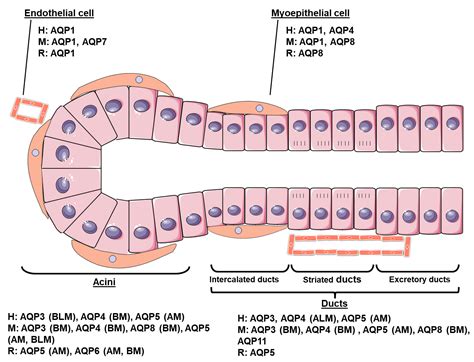 Insight into Salivary Gland Aquaporins