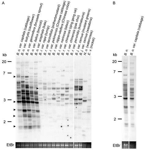 Epigenetic Regulation of a Heat-Activated Retrotransposon in ...